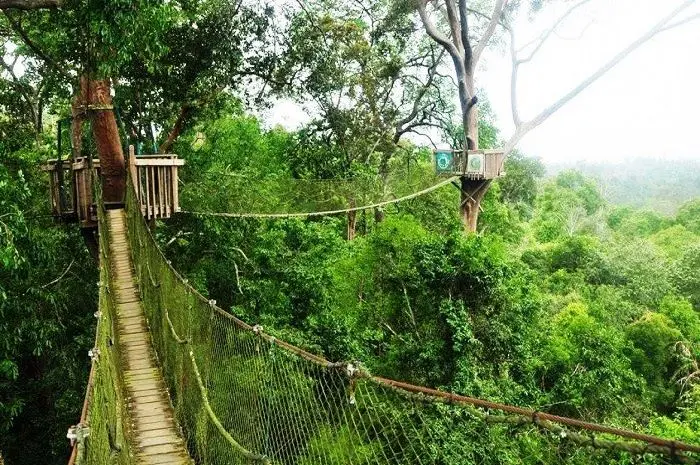 Bukit Bangkirai, Objek Wisata Alam dengan Panorama Memukau di Kutai Kartanegara